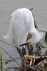 Snowy Egret (Egretta thula) - United States