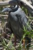 Yellow-crowned Night-heron (Nyctanassa violacea) - United States