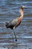 Reddish Egret (Egretta rufescens) - Mexico