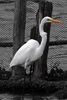 Great White Egret (Ardea alba) - Mexico