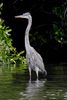 Great Blue Heron (Ardea herodias) - Mexico