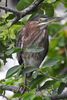 Green Heron (Butorides virescens) - Mexico