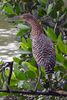 Bare-throated Tiger-heron (Tigrisoma mexicanum) - Mexico