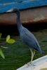 Little Blue Heron (Egretta caerulea) - Mexico