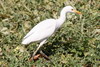 Hron garde-boeufs (Bubulcus ibis) - Egypte