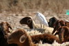 Hron garde-boeufs (Bubulcus ibis) - Egypte