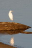 Great White Egret (Ardea alba) - France