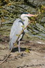 Grey Heron (Ardea cinerea) - France