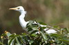 Hron garde-boeufs (Bubulcus ibis) - Cuba