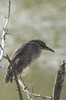 Black-crowned Night-heron (Nycticorax nycticorax) - France