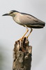 Black-crowned Night-heron (Nycticorax nycticorax) - France