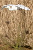 Great White Egret (Ardea alba) - France