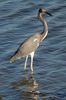 Tricolored Heron (Egretta tricolor) - Mexico