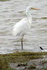 Great White Egret (Ardea alba) - France