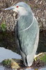 Black-crowned Night-heron (Nycticorax nycticorax) - Argentina