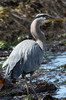 Great Blue Heron (Ardea herodias) - Canada