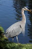 Great Blue Heron (Ardea herodias) - Canada