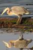 Great Blue Heron (Ardea herodias) - Canada