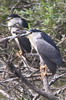 Black-crowned Night-heron (Nycticorax nycticorax) - France