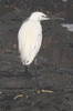 Little Egret (Egretta garzetta) - South Africa