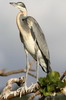 Black-headed Heron (Ardea melanocephala) - Kenya