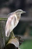 Squacco Heron (Ardeola ralloides) - Spain