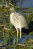 Squacco Heron (Ardeola ralloides) - France