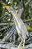 Common Little Bittern (Ixobrychus minutus) - Romania