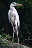 Grey Heron (Ardea cinerea) - Malaysia