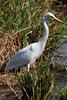 Intermediate Egret (Ardea intermedia) - Malaysia