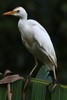 Cattle Egret (Ardea ibis) - Guadeloupe