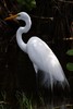 Great White Egret (Ardea alba) - Guadeloupe