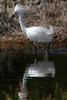 Snowy Egret (Egretta thula) - Guadeloupe