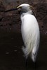 Snowy Egret (Egretta thula) - Guadeloupe