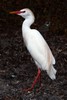 Cattle Egret (Ardea ibis) - Martinique