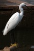 Little Egret (Egretta garzetta) - India