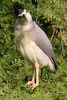 Black-crowned Night-heron (Nycticorax nycticorax) - India