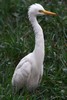 Intermediate Egret (Ardea intermedia) - India