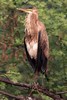 Purple Heron (Ardea purpurea) - India