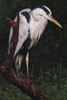 Grey Heron (Ardea cinerea) - India