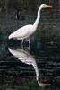 Great White Egret (Ardea alba) - India