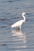 Little Egret (Egretta garzetta) - France