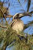 African Grey Hornbill (Lophoceros nasutus) - Senegal