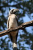 African Grey Hornbill (Lophoceros nasutus) - Botswana