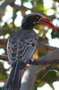 Bradfield's Hornbill (Lophoceros bradfieldi) - Botswana