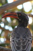 Bradfield's Hornbill (Lophoceros bradfieldi) - Botswana