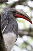 Hemprich's Hornbill (Lophoceros hemprichii) - Ethiopia