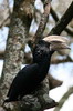 Silvery-cheeked Hornbill (Bycanistes brevis) - Ethiopia