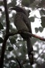 Indian Grey Hornbill (Ocyceros birostris) - India