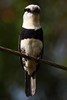 White-necked Puffbird (Notharchus hyperrhynchus) - Panama